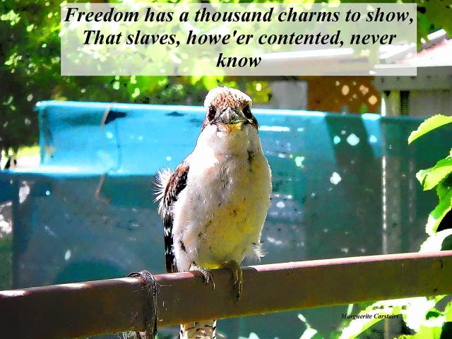 Freedom has a thousand charms to show,
